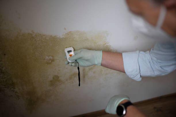 Professional Mold Remediation in Keene, NH