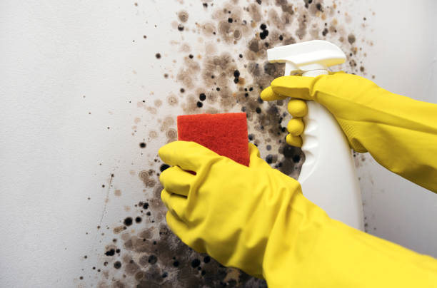 Best HVAC Mold Remediation in Keene, NH